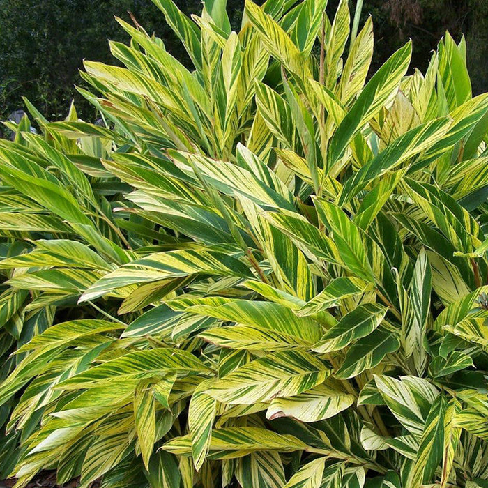 Alpinia Zerumbet - Ornamental Shrubs