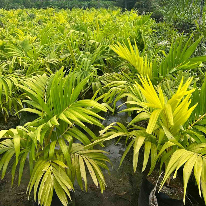 Buy Veitchia Merrillii Golden - The Ultimate Tropical Touch for Your Landscape