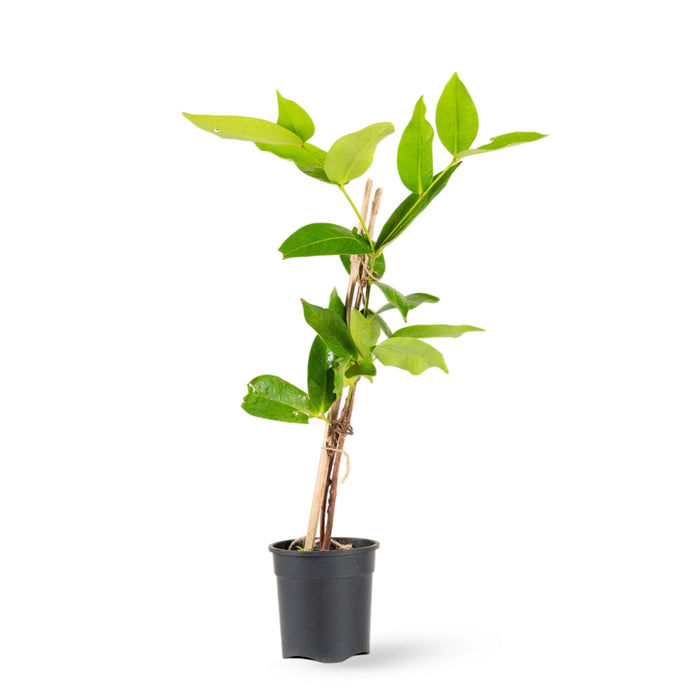 Water Apple Hybrid Red - Fruit Plants & Tree