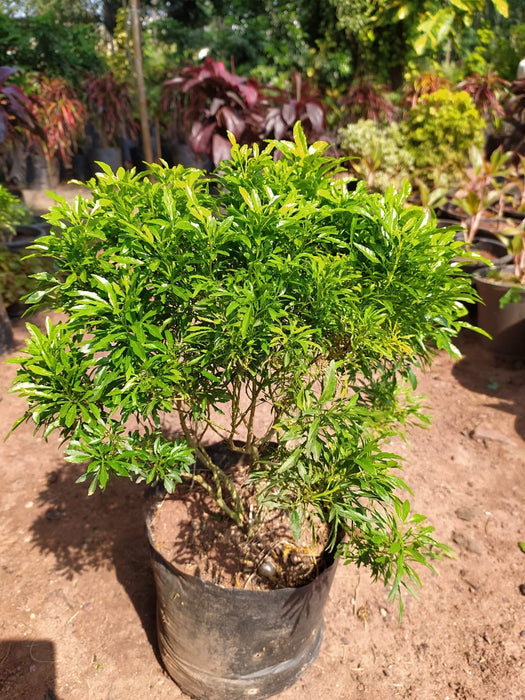 Aralia Gold - Indoor Plants