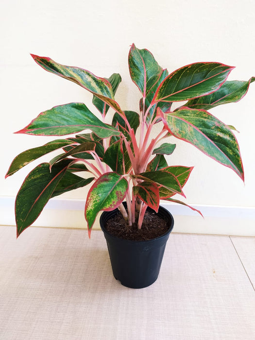 Aglaonema Lipstick - Indoor Plants