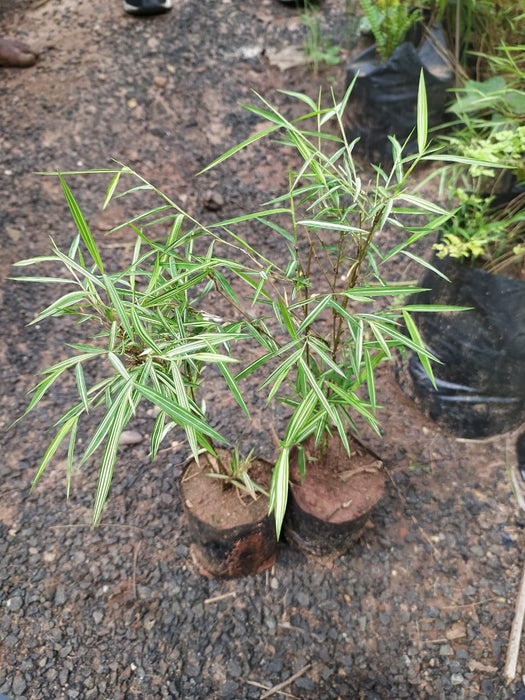 Bamboo grass Variegata - Ornamental Plants