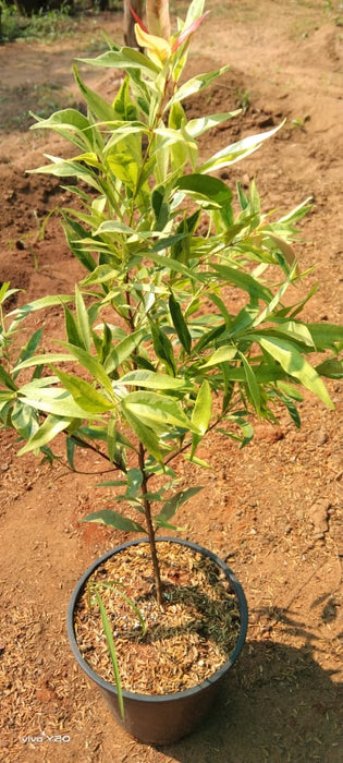 Syzygium myrtifolium Variegata - Outdoor Ornamental Plants