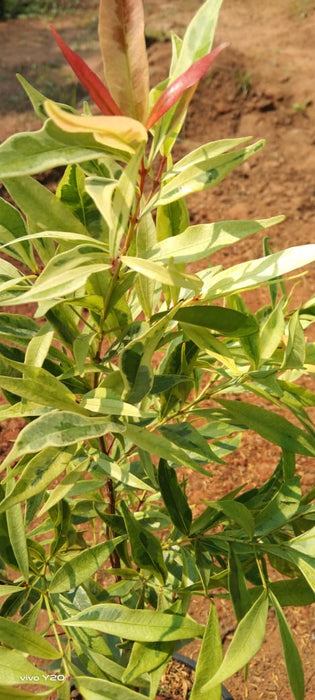 Syzygium myrtifolium Variegata - Outdoor Ornamental Plants