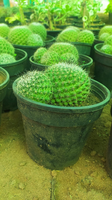 Golden Pincushion Cactus/ Mammillaria Calsiana - Cacti & Succulant