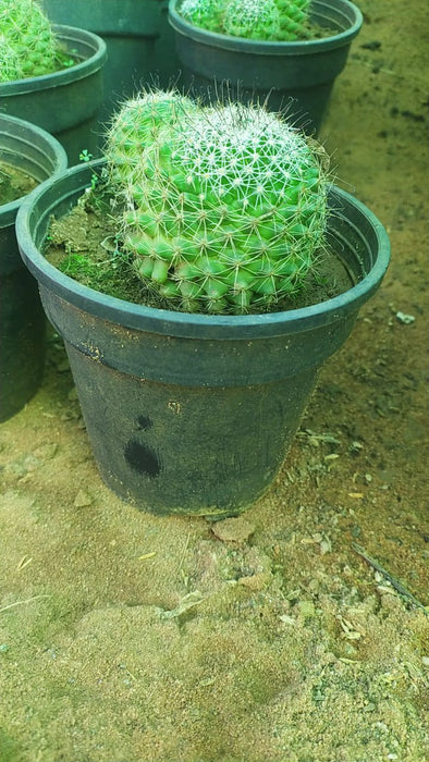 Golden Pincushion Cactus/ Mammillaria Calsiana - Cacti & Succulant