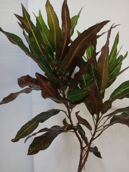 Codiaeum variegatum/Croton - Indoor/Outdoor Ornamental Plants