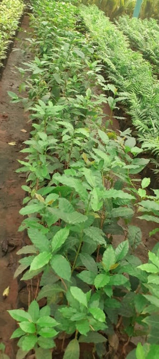 Coffee Plant - Fruit Plants & Trees