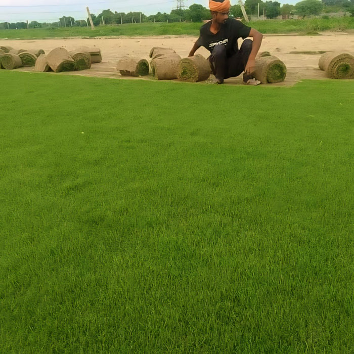 Natural Lawn Grass in Pinjore | Wholesale Natural Lawn Grass| Lawn Grass Carpet | Natural Lawn Grass | Natural Lawn Grass Supplier | Natural Grass in Bulk | Natural lawn Grass Wholesale Price | Buy Natural Lawn Grass in Pinjore