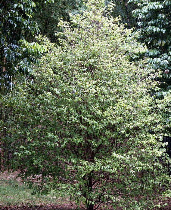 Sundrop - Fruit Plant & Tree