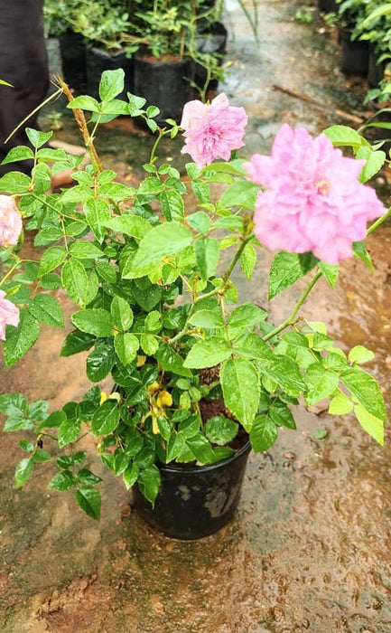 Rosa Crimson Glory Pink - Creepers & Climbers