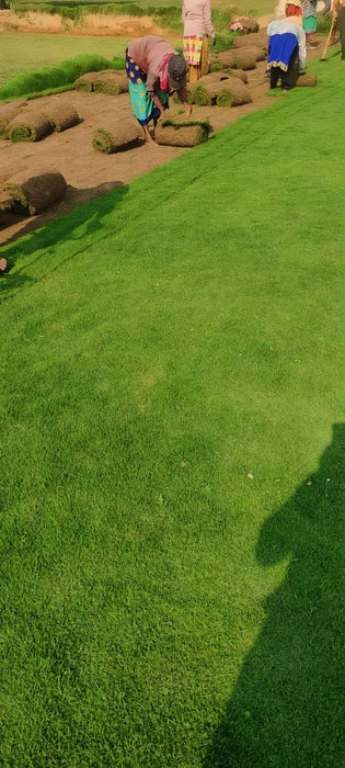 Natural Lawn Grass in Bhogal, Delhi | Wholesale Natural Lawn Grass| Lawn Grass Carpet | Natural Lawn Grass | Natural Lawn Grass Supplier | Natural Grass in Bulk | Natural lawn Grass Wholesale Price | Buy Natural Lawn Grass in Bhogal, Delhi