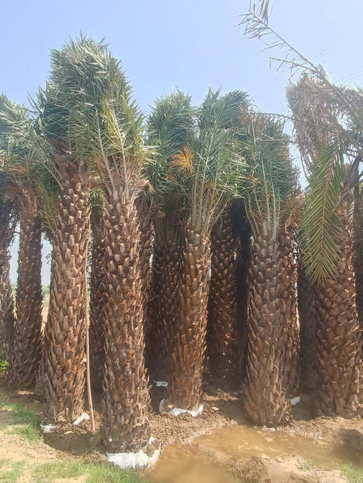 Date Palm in Moradabad, Uttar Pradesh  at Wholesale Price |Phoenix Dactylifera | Khajur  | Saharanpur Nursery