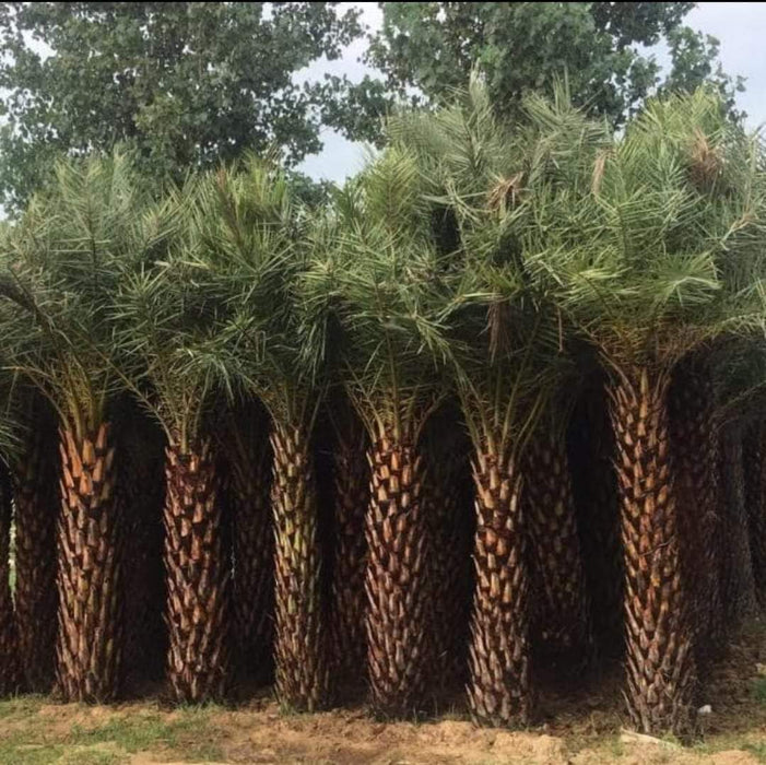 Date Palm in Moradabad, Uttar Pradesh  at Wholesale Price |Phoenix Dactylifera | Khajur  | Saharanpur Nursery