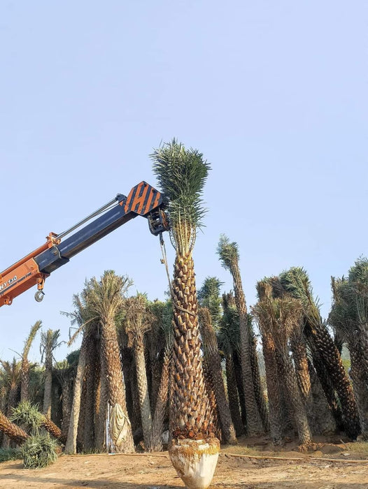 Date Palm in Moradabad, Uttar Pradesh  at Wholesale Price |Phoenix Dactylifera | Khajur  | Saharanpur Nursery