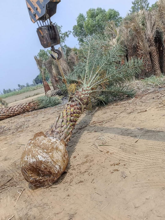 Date Palm in Moradabad, Uttar Pradesh  at Wholesale Price |Phoenix Dactylifera | Khajur  | Saharanpur Nursery