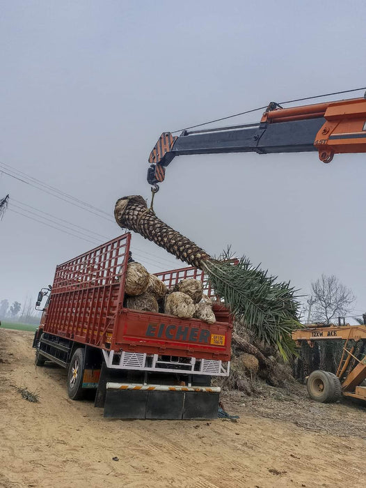 Date Palm Tree in Budaun, Uttar Pradesh  at Wholesale Price |Phoenix Dactylifera | Khajur Tree | Saharanpur Nursery