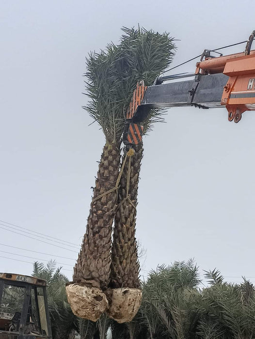 Date Palm in Moradabad, Uttar Pradesh  at Wholesale Price |Phoenix Dactylifera | Khajur  | Saharanpur Nursery
