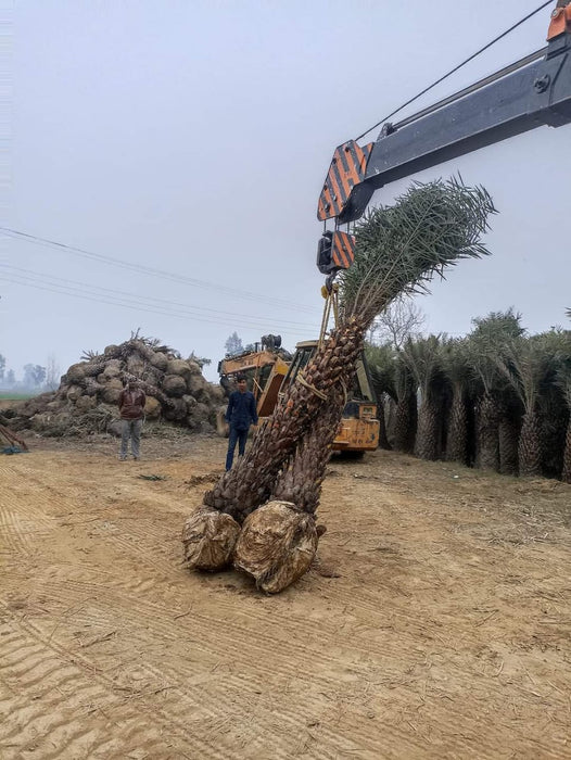 Date Palm Tree in Budaun, Uttar Pradesh  at Wholesale Price |Phoenix Dactylifera | Khajur Tree | Saharanpur Nursery