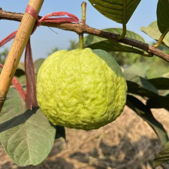 White Diamond Guava - Seedless Guava