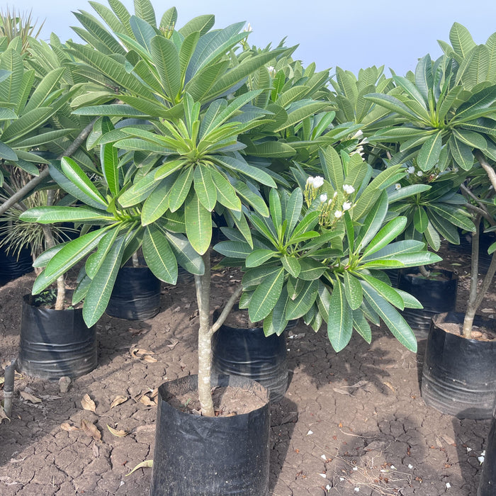 Beautiful Plumeria Alba No. 01 Narrow Leaf Frangipani Plant for Sale