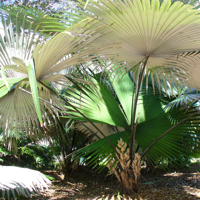 Adorn Your Landscape with a Majestic Kerriodoxa Elegans White Elephant Palm Tree