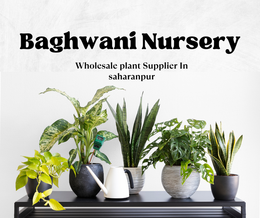 Nursery In Saharanpur - Baghwani Nursery wholesale Plant Supplier