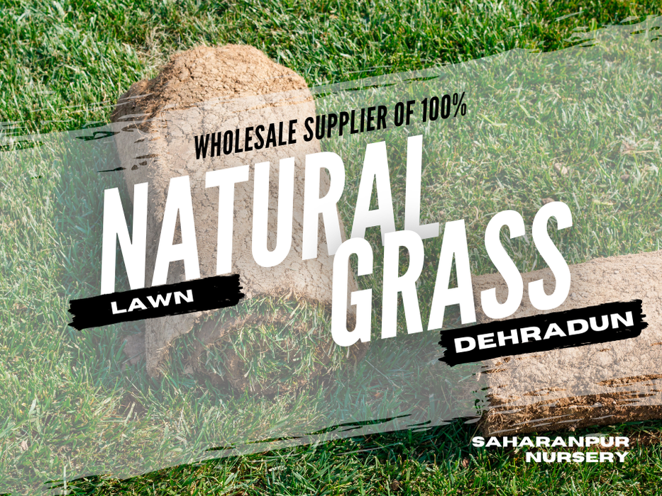 Wholesale Natural Lawn Grass Supplier in Dehradun | Saharanpur Nursery