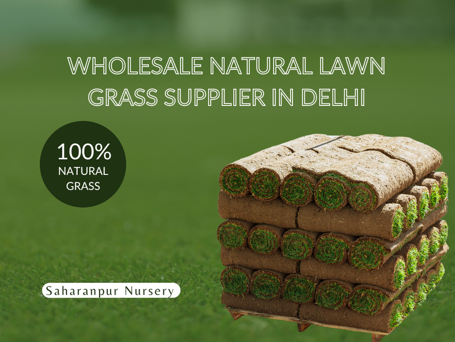 Wholesale Natural Lawn Grass Supplier in Delhi | Saharanpur Nursery