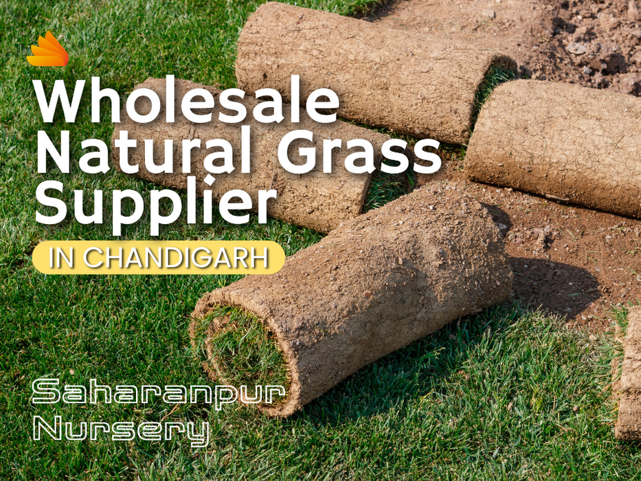 Wholesale Natural Lawn Grass Supplier in Chandigarh | Saharanpur Nursery