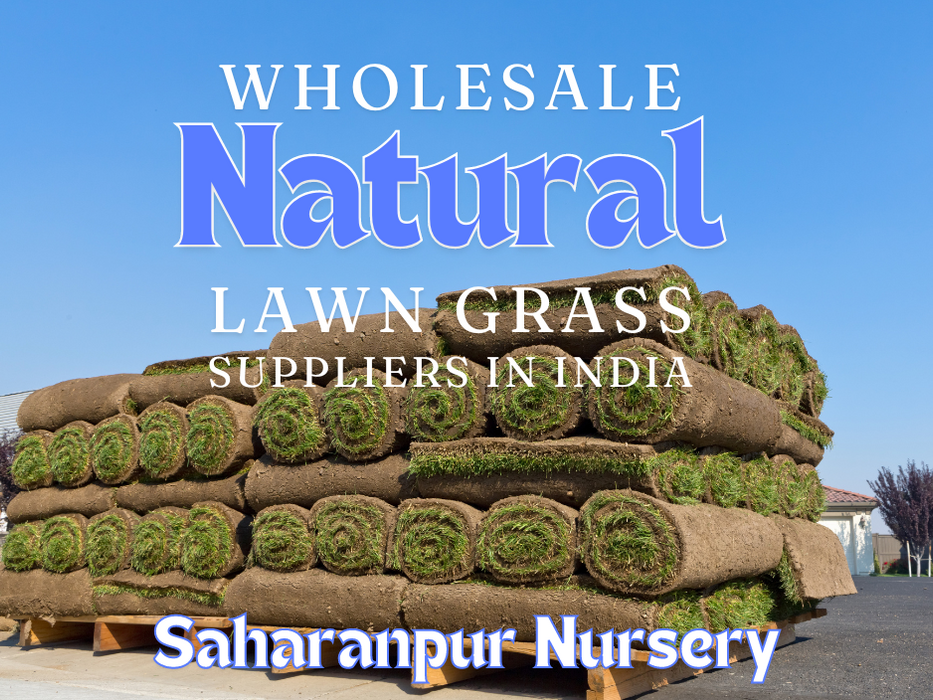 Wholesale Natural Lawn Grass Supplier in India | Saharanpur Nursery Introduction