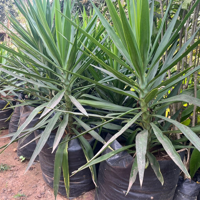 Yucca elephantipes,Yucca Green, Giant Yucca, Spineless Yucca, Palm Lily