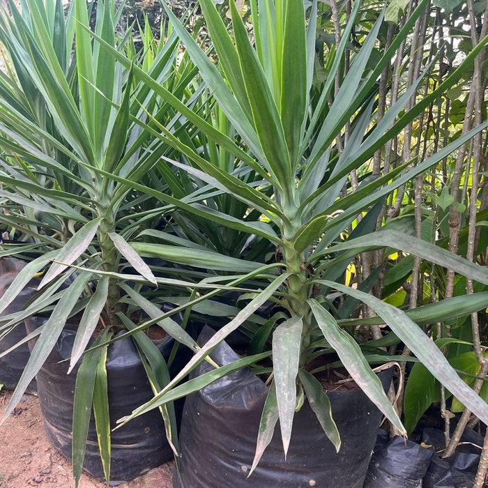 Yucca elephantipes,Yucca Green, Giant Yucca, Spineless Yucca, Palm Lily