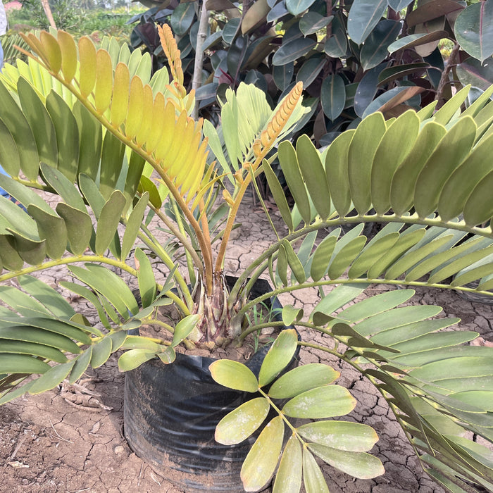 Buy Your Own Stunning Zamia Furfurea Cardboard Palm Plant Today!