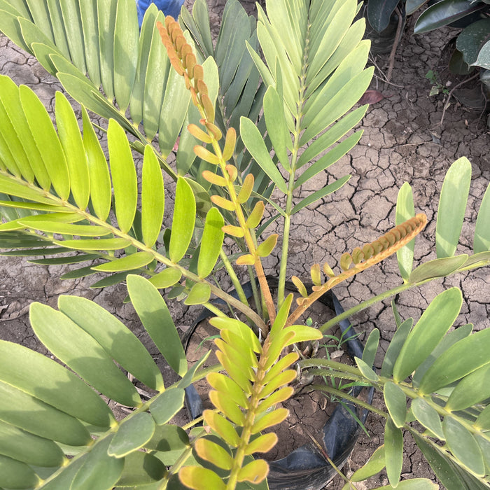 Buy Your Own Stunning Zamia Furfurea Cardboard Palm Plant Today!