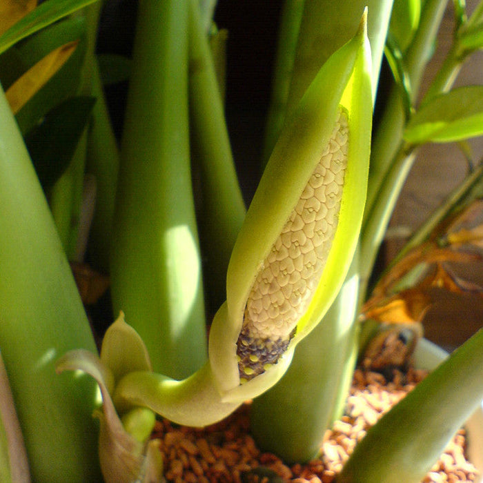 Zamioculcas zamifolia/ZZ Plant - Indoor Plants