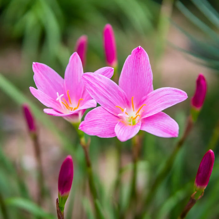 Rain Lily Flower Bulbs – Elegant Blooms for Home Gardens