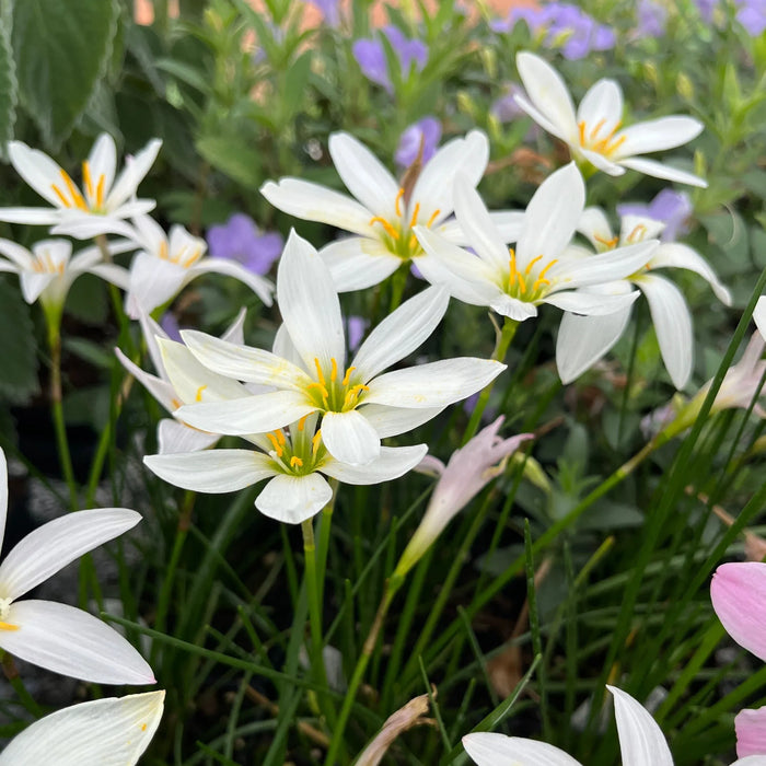 Rain Lily Flower Bulbs – Elegant Blooms for Home Gardens