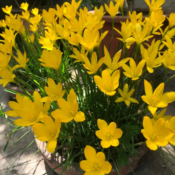 Rain Lily Flower Bulbs – Elegant Blooms for Home Gardens