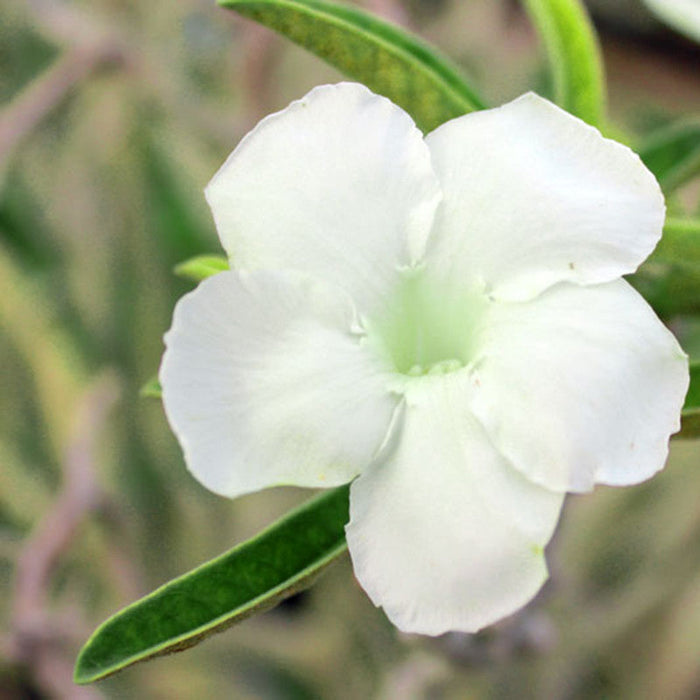 Adenium  White - Flowering Plants