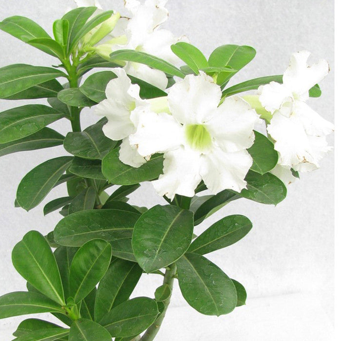 Adenium  White - Flowering Plants