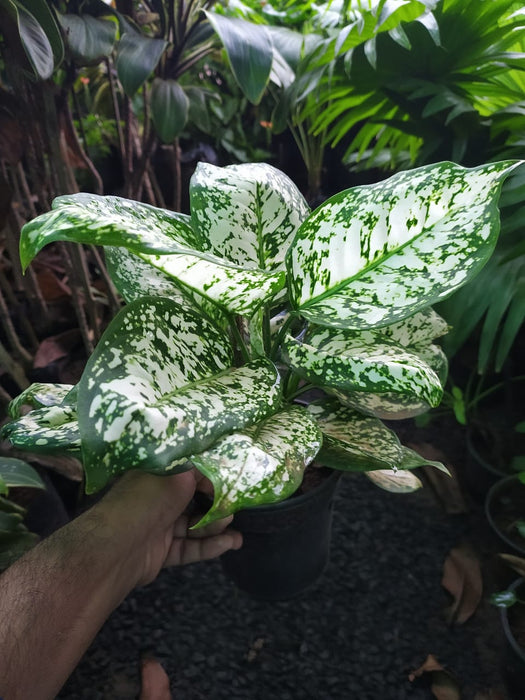 Aglaonema Snow White - Indoor Plants