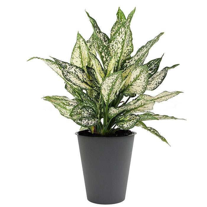 Aglaonema Snow White - Indoor Plants