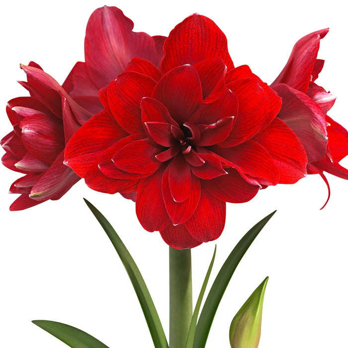 Amaryllis Lily Double Multipetal Flower Bulbs