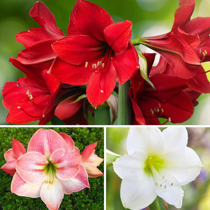 Amaryllis Lily Mutilcolor Flower Bulbs