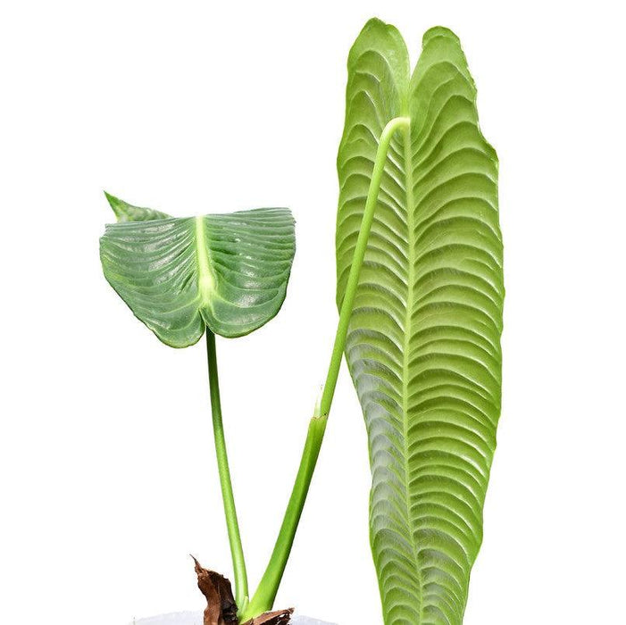 Bring Elegance to Your Space with the Majestic Anthurium Vaitchii