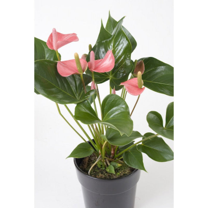 Anthurium andreanum Baby Pink - Gift Plants