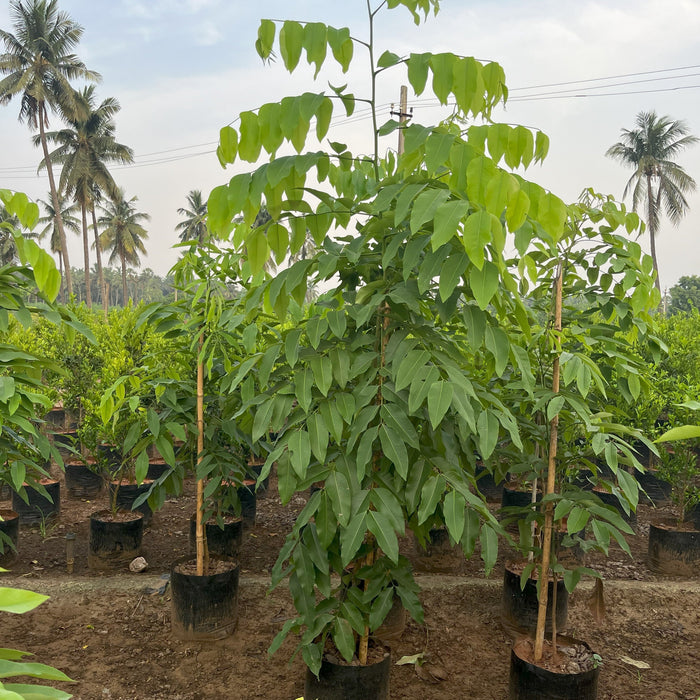 Cassia Fistula (Golden Shower Tree) For Sale