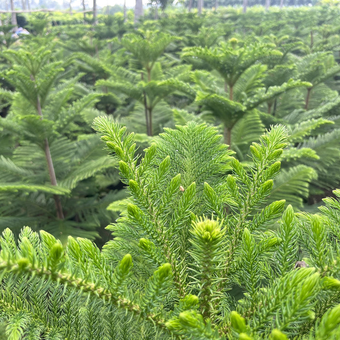 Bring the Holiday Cheer to Your Home with Our Fresh Christmas Tree (Araucaria Columnaris) Plant!