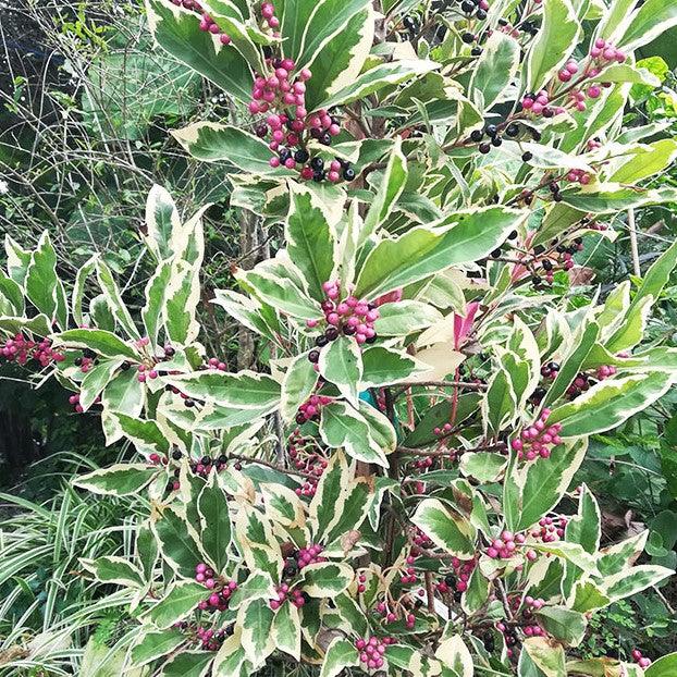 Add a Pop of Color to Your Garden with the Variegated Ardisia Humilis Plant